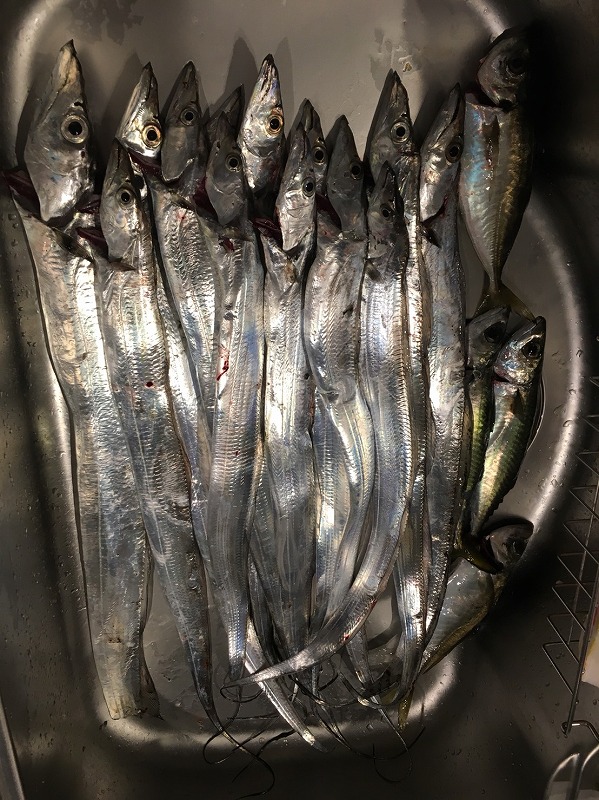 タチウオの浮き釣り 爆釣の仕掛 しろいたちかけ