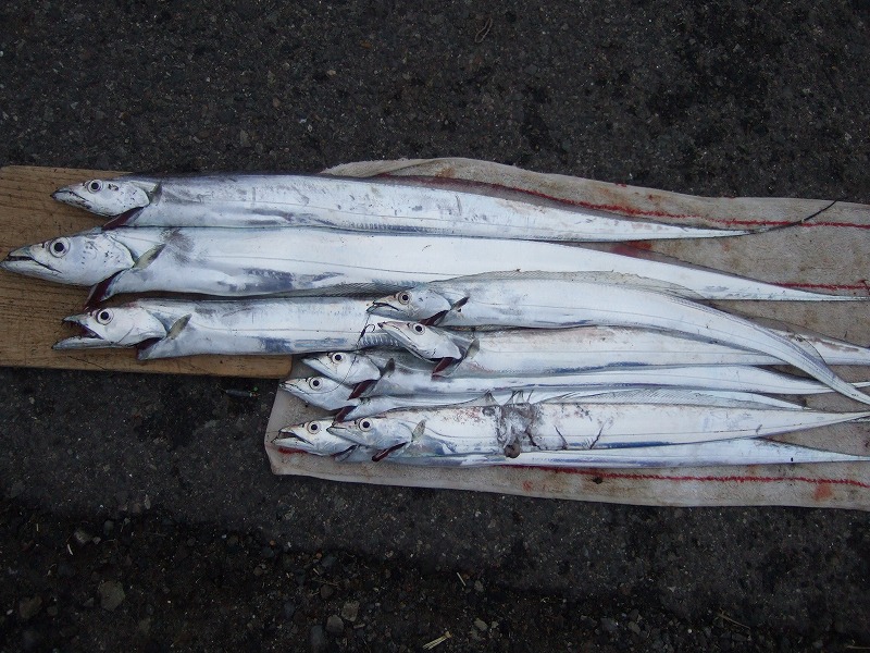 �^�`�E�I�̕����ނ� ���ނ̎d�|�@���낢��������