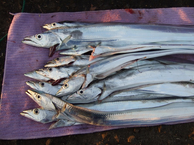 �^�`�E�I�̕����ނ� ���ނ̎d�|�@���낢��������