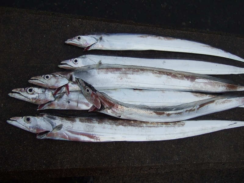 �^�`�E�I�̕����ނ� ���ނ̎d�|�@���낢��������