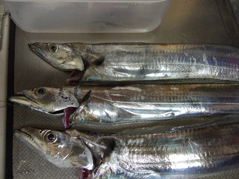 �^�`�E�I�̕����ނ� ���ނ̎d�|�@���낢��������