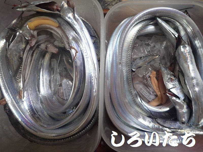 �^�`�E�I�̕����ނ� ���ނ̎d�|�@���낢��������