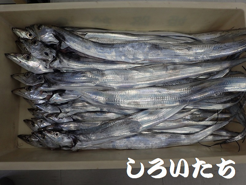 �^�`�E�I�̕����ނ� ���ނ̎d�|�@���낢��������