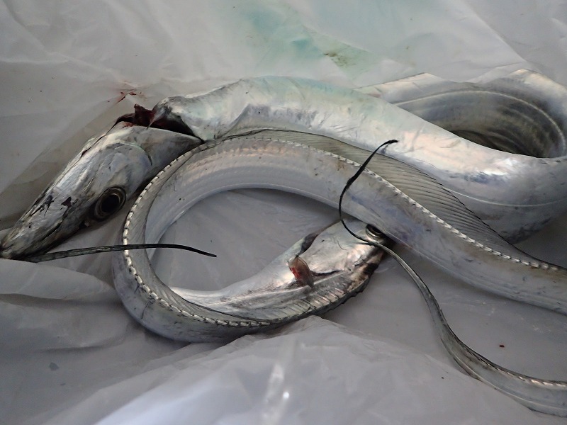 �^�`�E�I�̕����ނ� ���ނ̎d�|�@���낢��������